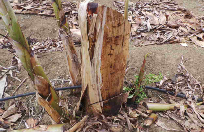 Sustainable and low-cost traps help control the main banana pest
