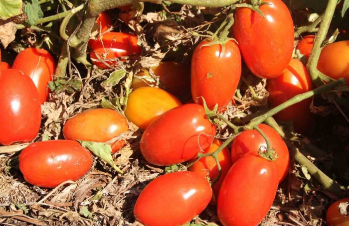 Transplantio de tomate deve ser feito até 30 de junho em Goiás