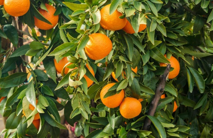 Safra de laranja 2024/25 encerra com queda de quase 25%