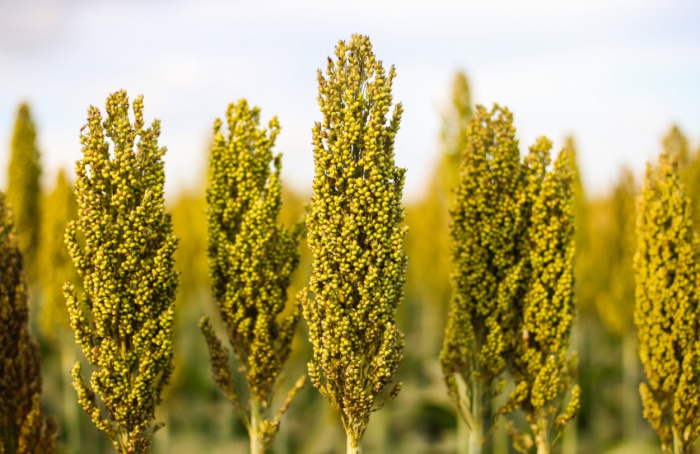 O sorgo como alternativa viável na produção de etanol