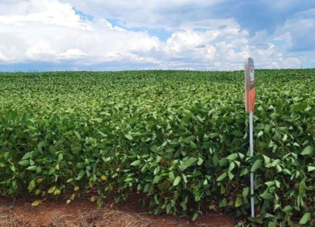 RS Safra 2025/26: chuvas aliviam estresse da soja