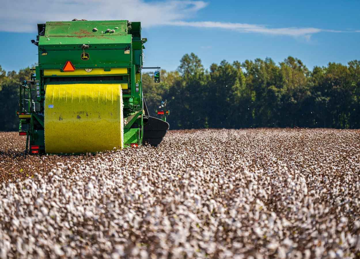 Safra de algodão deve chegar a 4,27 milhões de toneladas