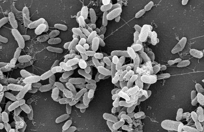 Rizobactéria favorece lagarta e atrai parasitoide no milho