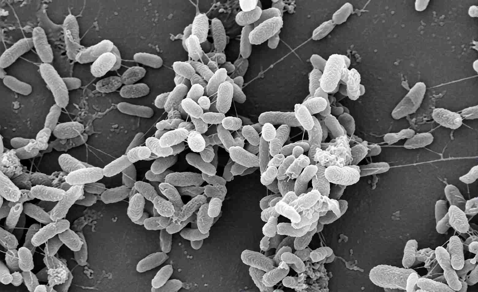 Rizobactéria favorece lagarta e atrai parasitoide no milho