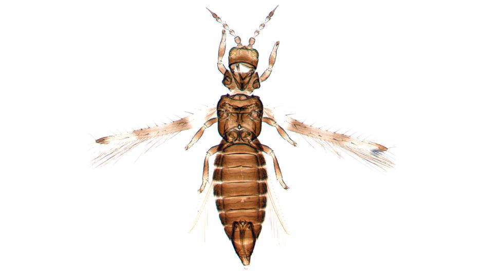 Microscopia da tripes-da-soja (Caliothrips phaseoli); foto: Élison Fabrício Bezerra Lima