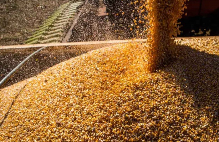 Valor da produção agrícola brasileira recua 3,9% em 2024