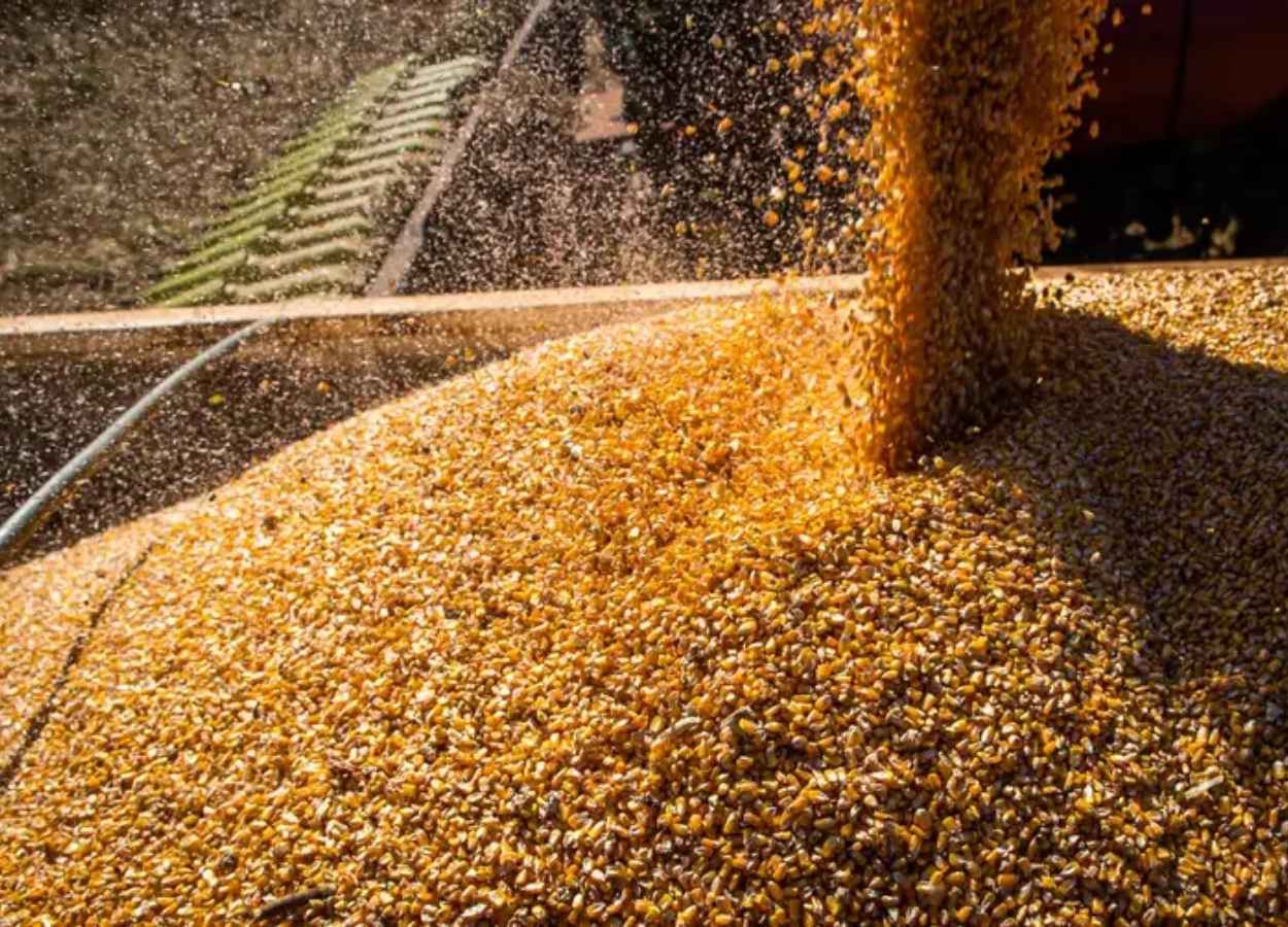 Valor da produção agrícola brasileira recua 3,9% em 2024