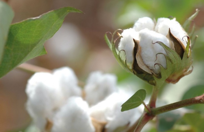 Exportações de algodão batem recorde histórico em 2025