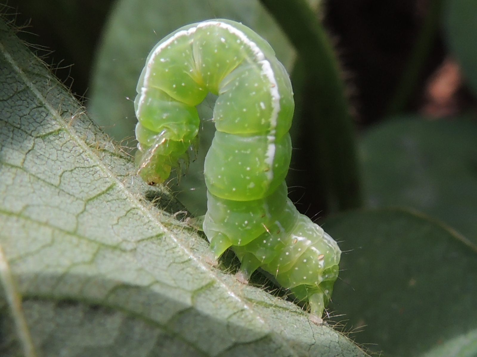 Chrysodeixis em fase de lagarta sobre as folhas