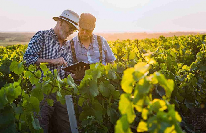 Lançado Xarvio Field Manager voltado a viticultores da Europa