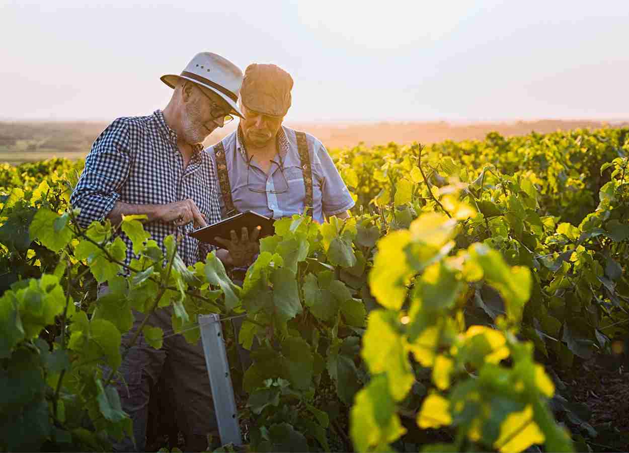 Lançado Xarvio Field Manager voltado a viticultores da Europa