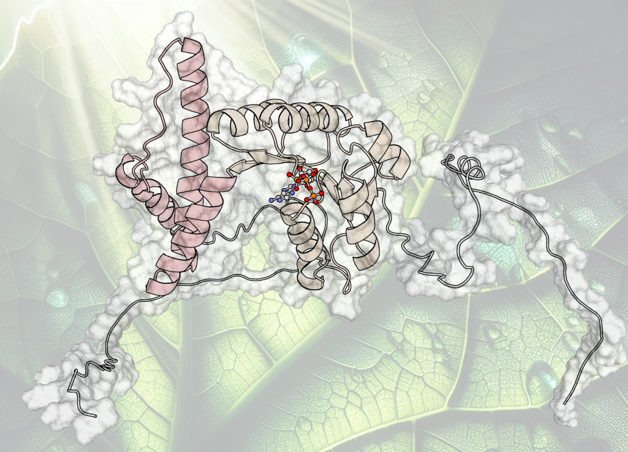 A equipe de pesquisa decodificou o mecanismo molecular usado pela planta para sincronizar os dois subprocessos da fotossíntese - Imagem: Uni Bergen/Tobias Rindfleisch, Bing Copilot