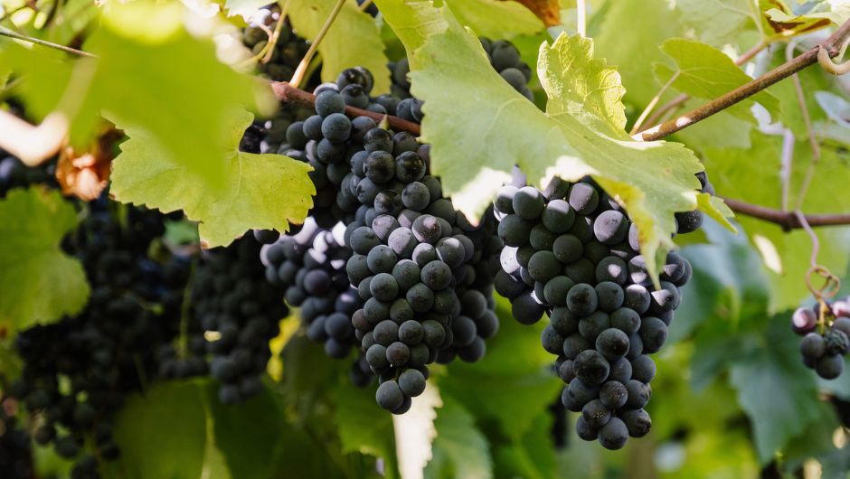 Foto: Zéto Telöken