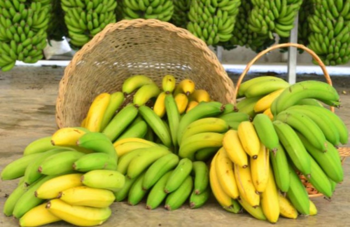Santa Catarina prevê safra recorde de banana em 2025