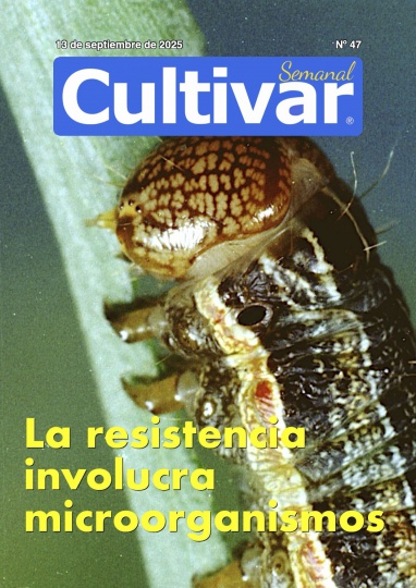 Cultivar Semanal 47