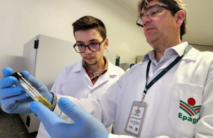 Estudo utiliza bactérias para promover o crescimento de plantas