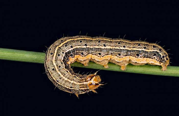 Revisão alerta para avanço global de Spodoptera frugiperda