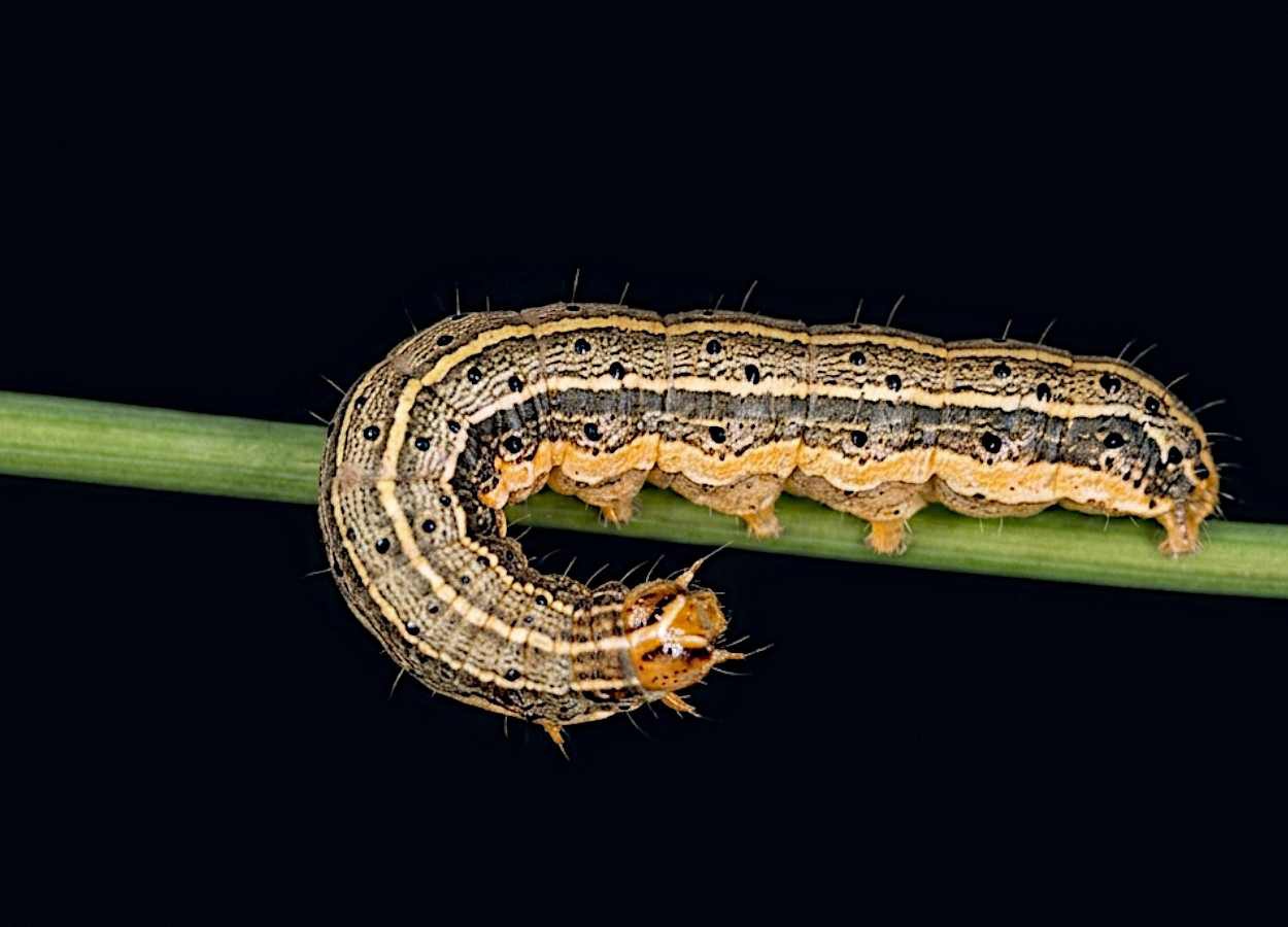 Revisão alerta para avanço global de Spodoptera frugiperda