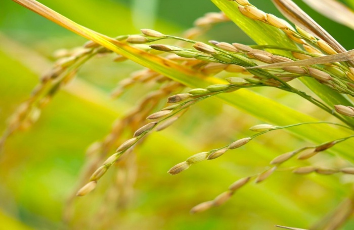 Selo do Irga amplia área de arroz sustentável no RS