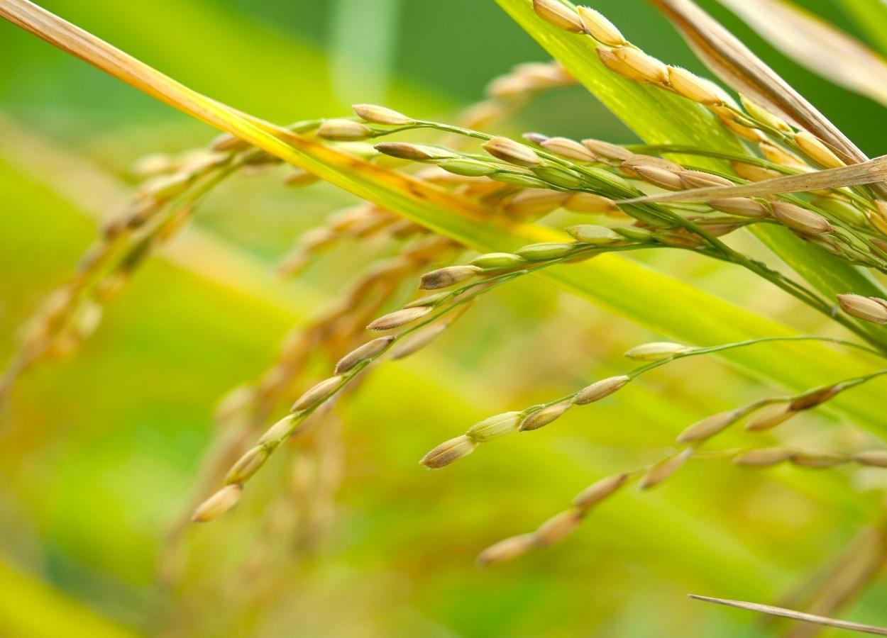 Selo do Irga amplia área de arroz sustentável no RS