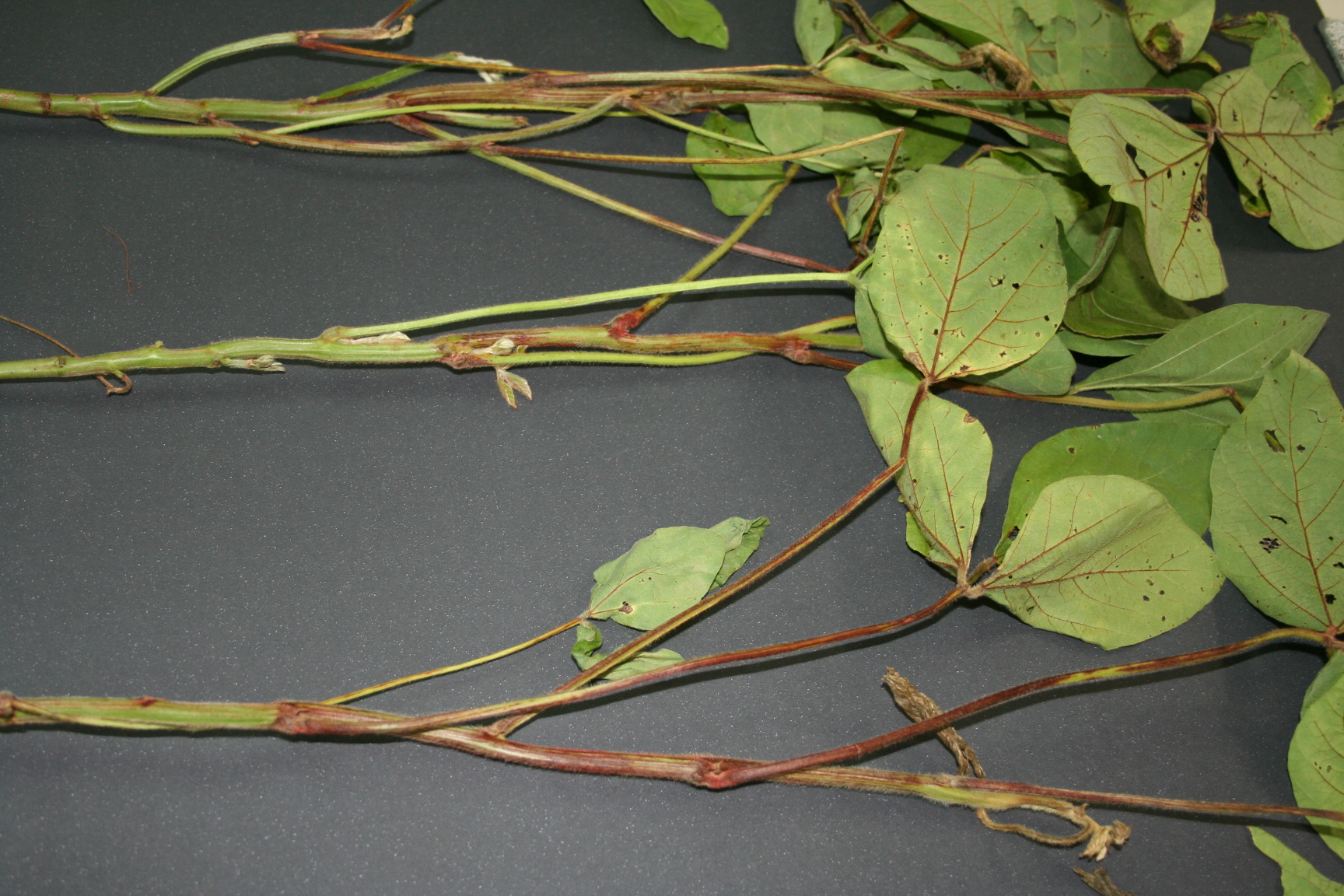 Fig. 1. Efeito da aplicação de herbicida inibidor de ALS em planta de soja.