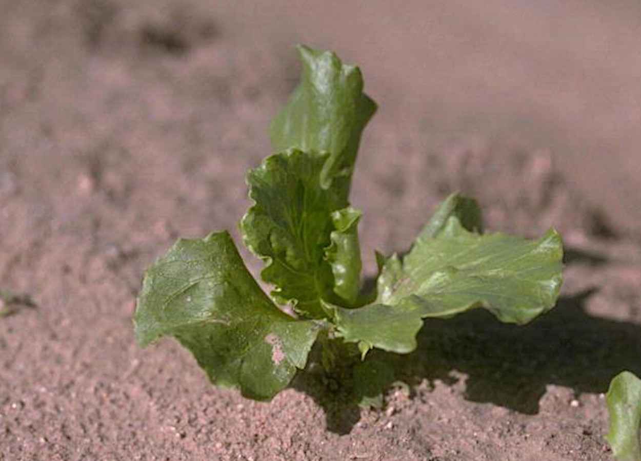 Estudo na Colômbia mostra que cepas de Pseudomonas ampliam raiz e parte aérea da planta