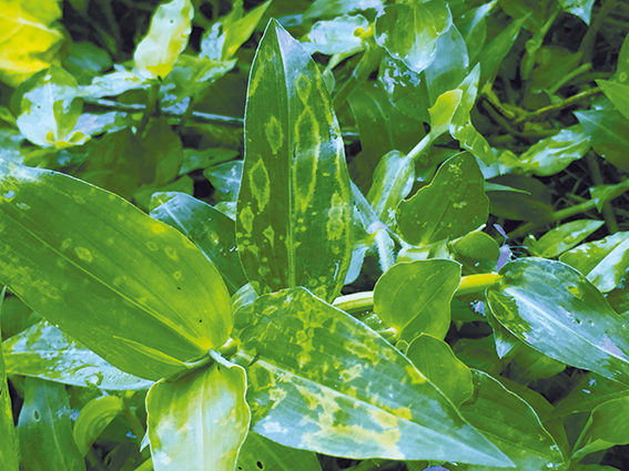 Trapoeraba (Commelina benghalensis, Família Commelinaceae) com sintomas foliares de anéis e manchas cloróticas causados pelo cucumber mosaic virus (CMV, Cucumovirus).