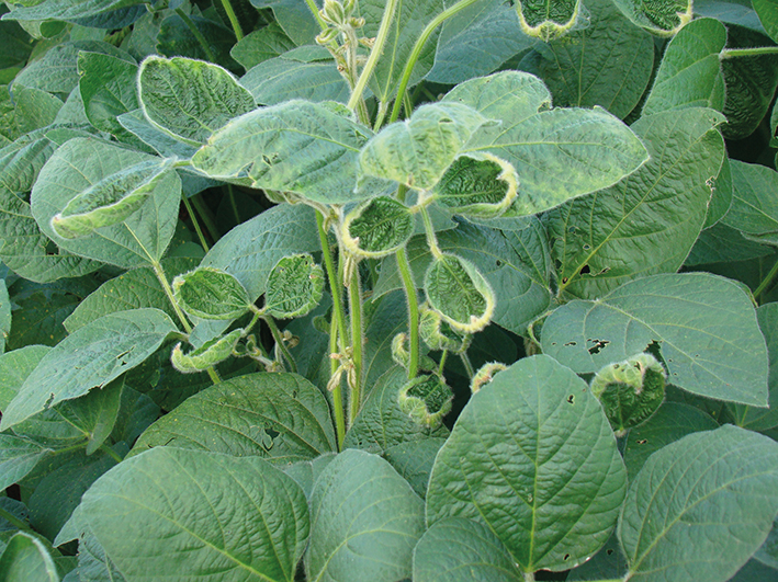 Sintoma de injúria típico de resíduos do herbicida dicamba em soja sensível