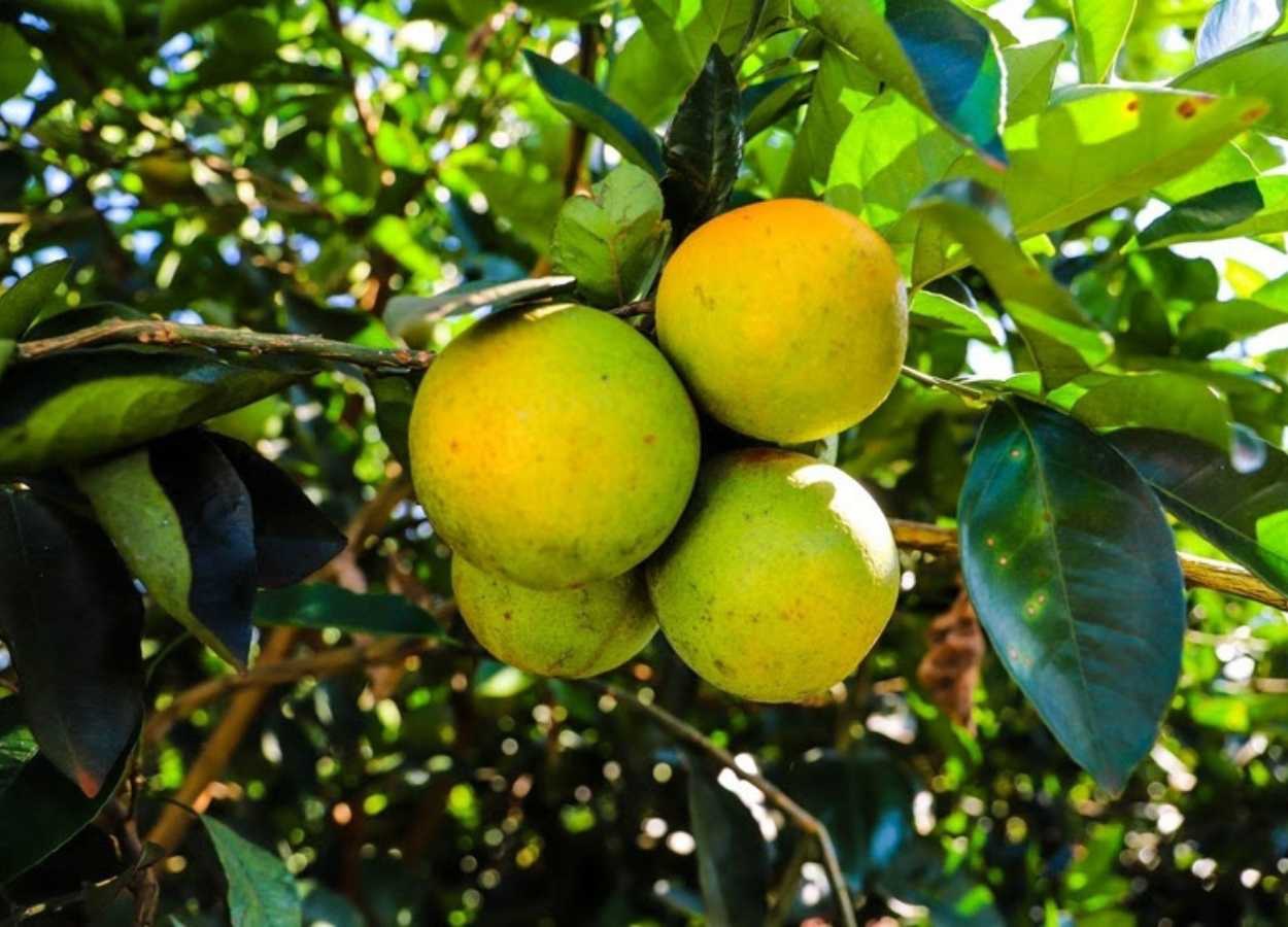 Greening registra menor avanço em nove anos em São Paulo