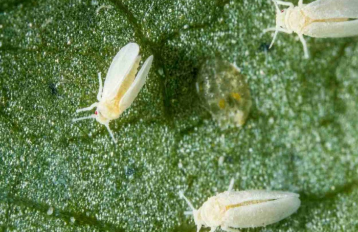 Mosca-branca completa ciclo em genótipos de eucalipto