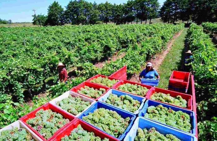 Nova Aliança registra safra histórica na Vindima 2026