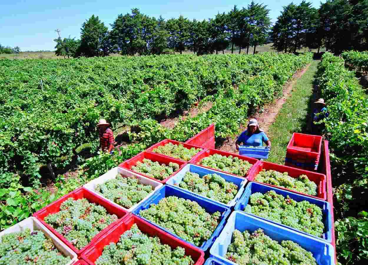 Nova Aliança registra safra histórica na Vindima 2026