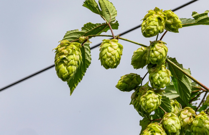 Paraná could become the land of hops