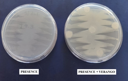 Figura 9 - Ausência de halo de inibição ao redor do disco de papel de filtro no teste de compatibilidade do Produto Presence (Bacillus subtilis + B. licheniformis) com Verango Prime (Fluopiram), demonstrando a compatibilidade entre os produtos