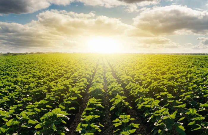 Agronegócio inicia ciclo 2025/26 com pressão de custos e câmbio