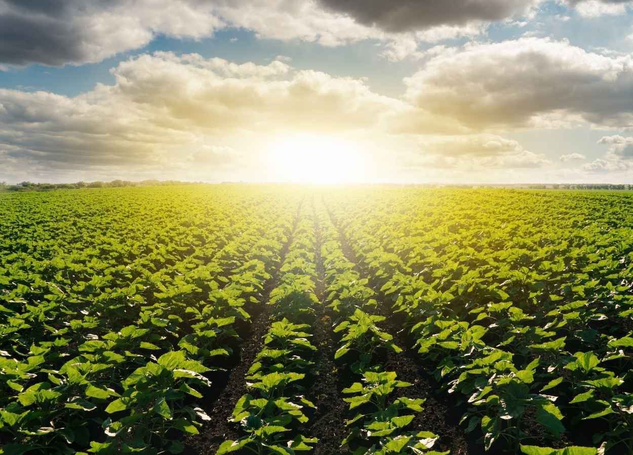 Agronegócio inicia ciclo 2025/26 com pressão de custos e câmbio