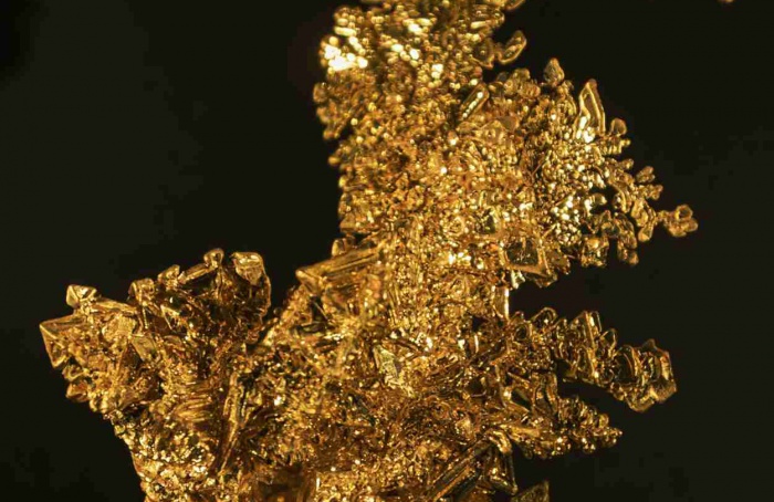 Ouro em nanoescala reduz antracnose