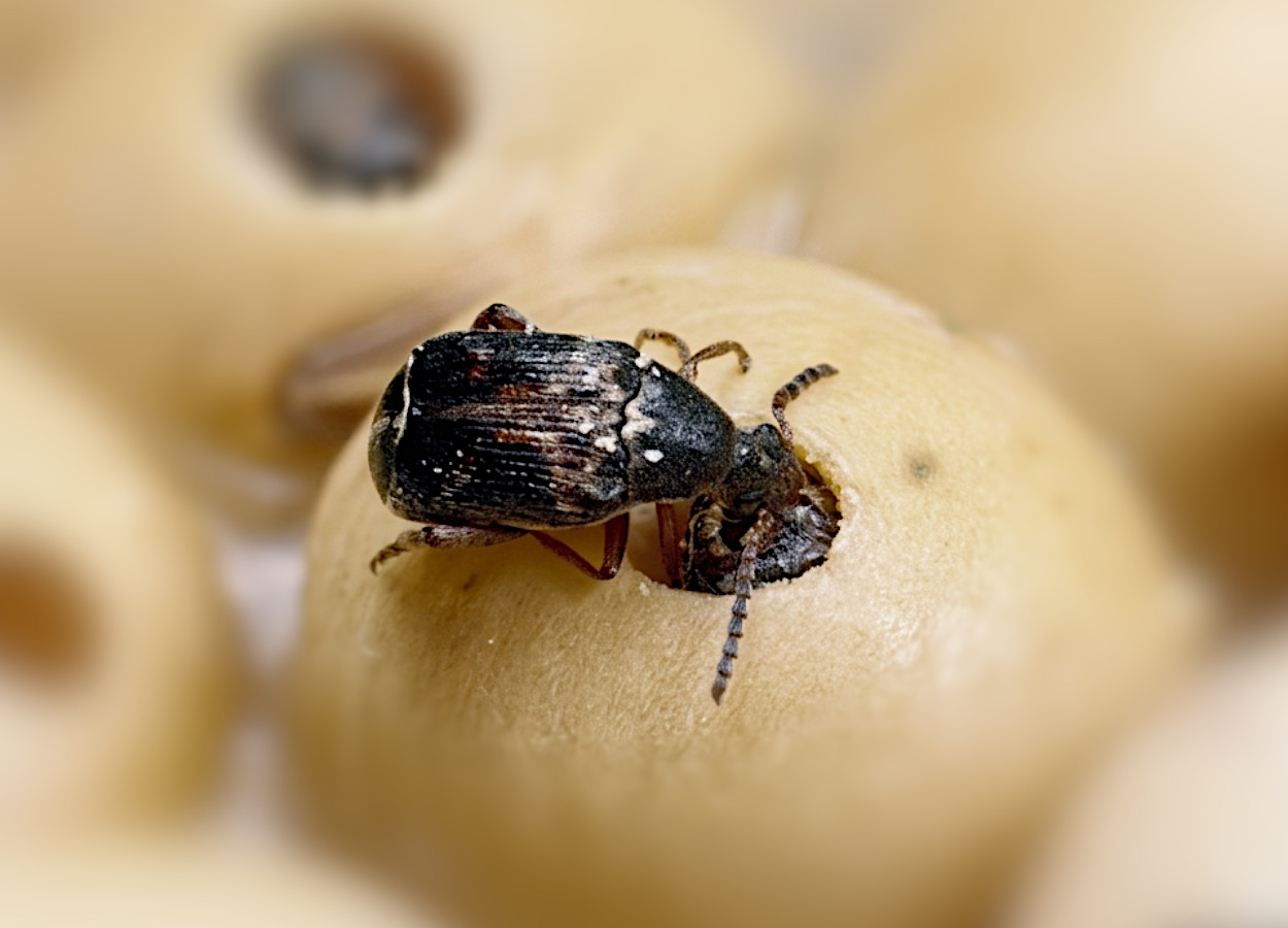 Foto:&nbsp;Clemson University / USDA Cooperative Extension Slide Series