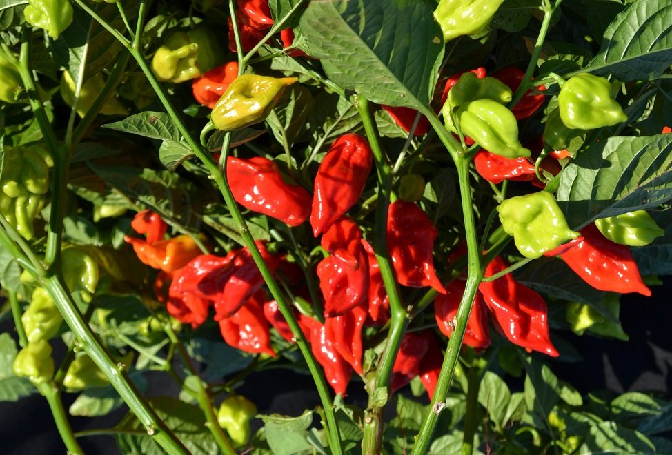 Embrapa abre edital de oferta pública para produção e comercialização de sementes de nova cultivar de pimenta