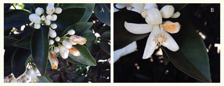 Figura 1 - Sintoma de podridão floral dos citros em botão expandido (A) e em flores abertas (B)