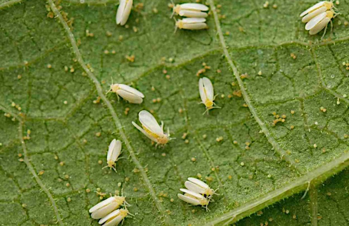 Hidrocarbonetos reduzem o estabelecimento de mosca-branca