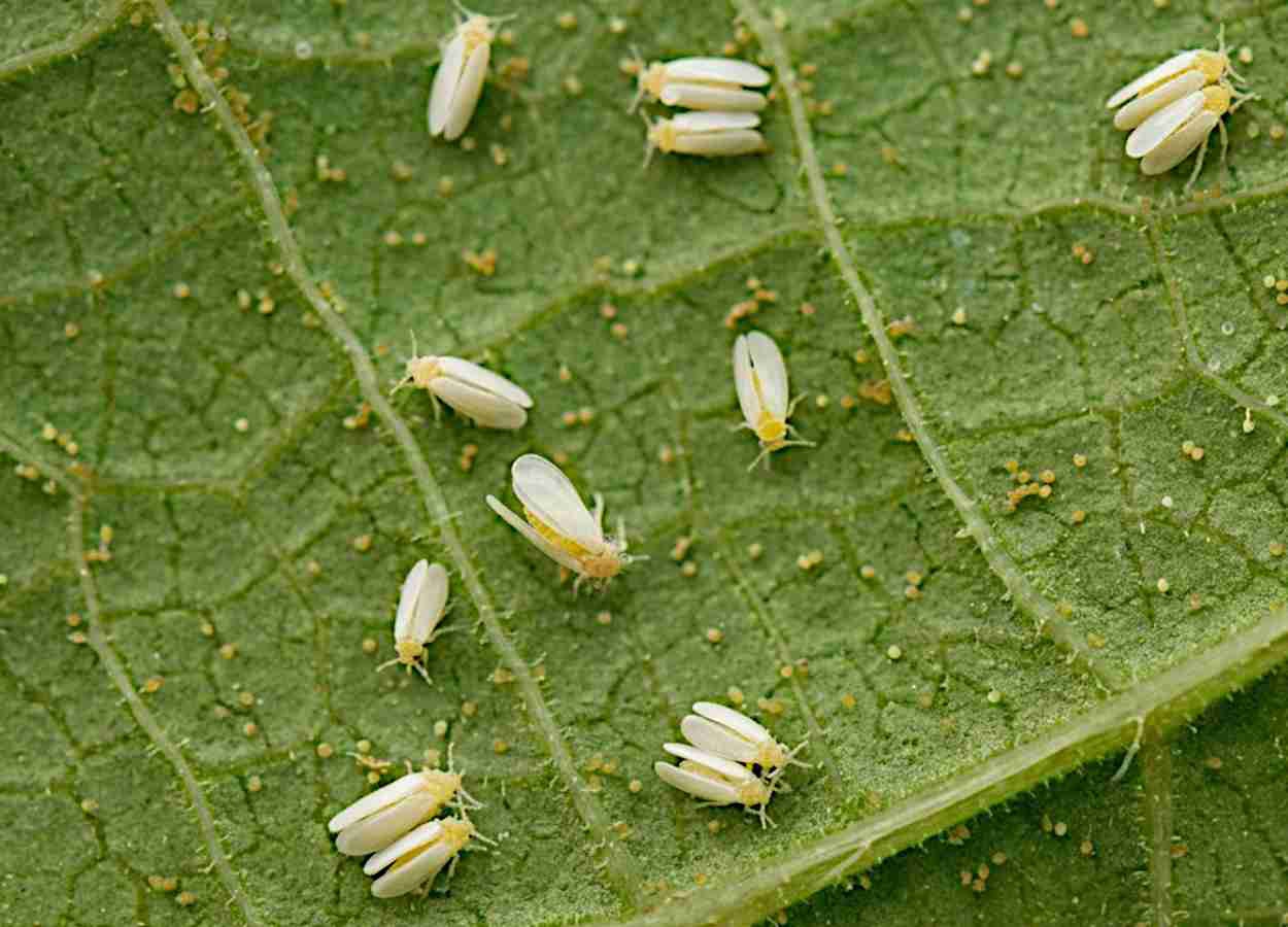 Hidrocarbonetos reduzem o estabelecimento de mosca-branca