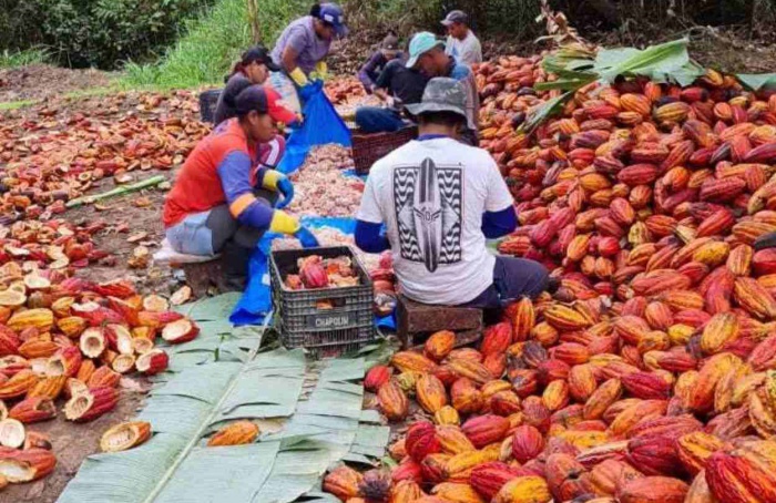 Tecnologia transforma Norte de Minas em polo do cacau