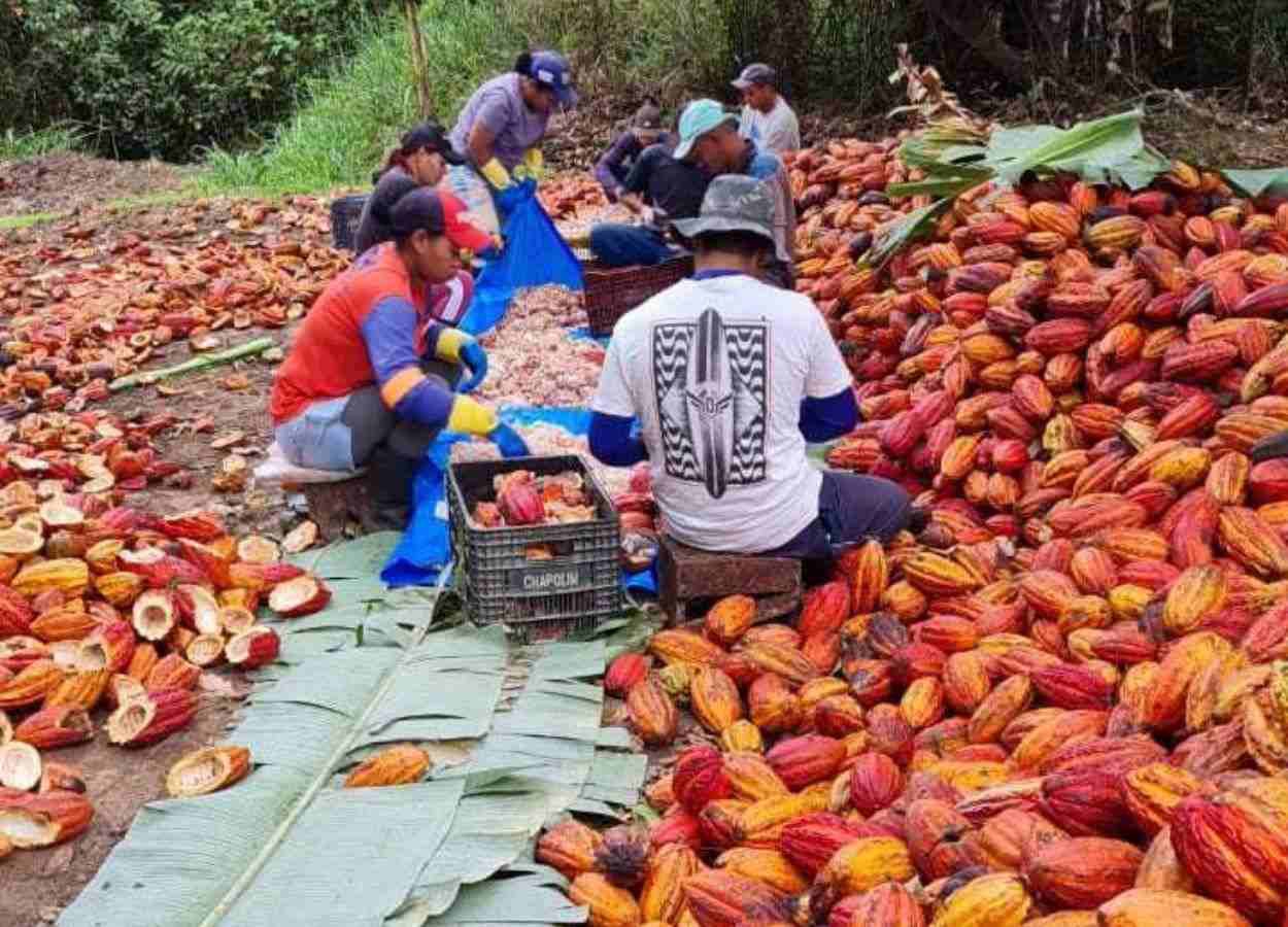 Pesquisas com irrigação, clones adaptados e visão computacional impulsionam expansão da cultura
