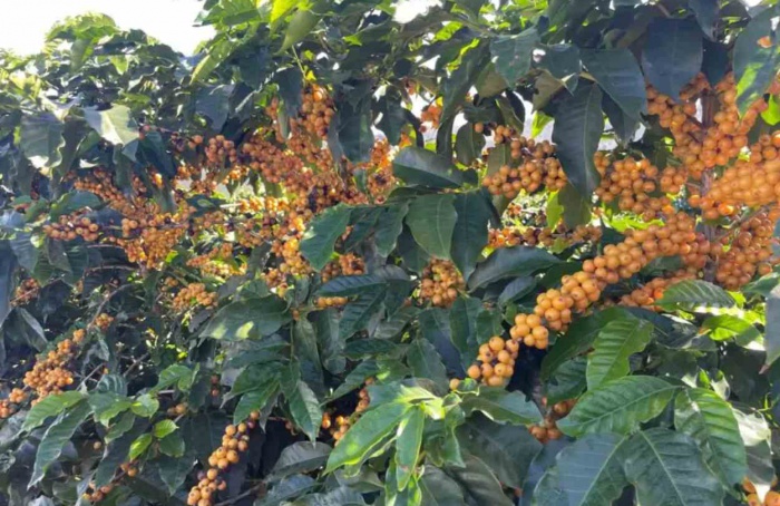 Epamig lança cultivar de café arábica resistente à ferrugem