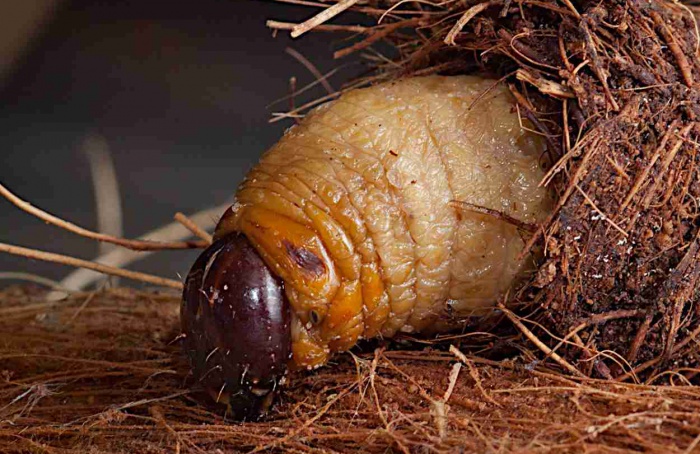 Bactéria simbionte garante sobrevivência de Rhynchophorus ferrugineus