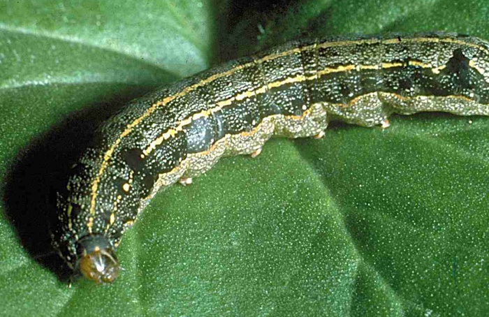 Campo magnético afeta Spodoptera
