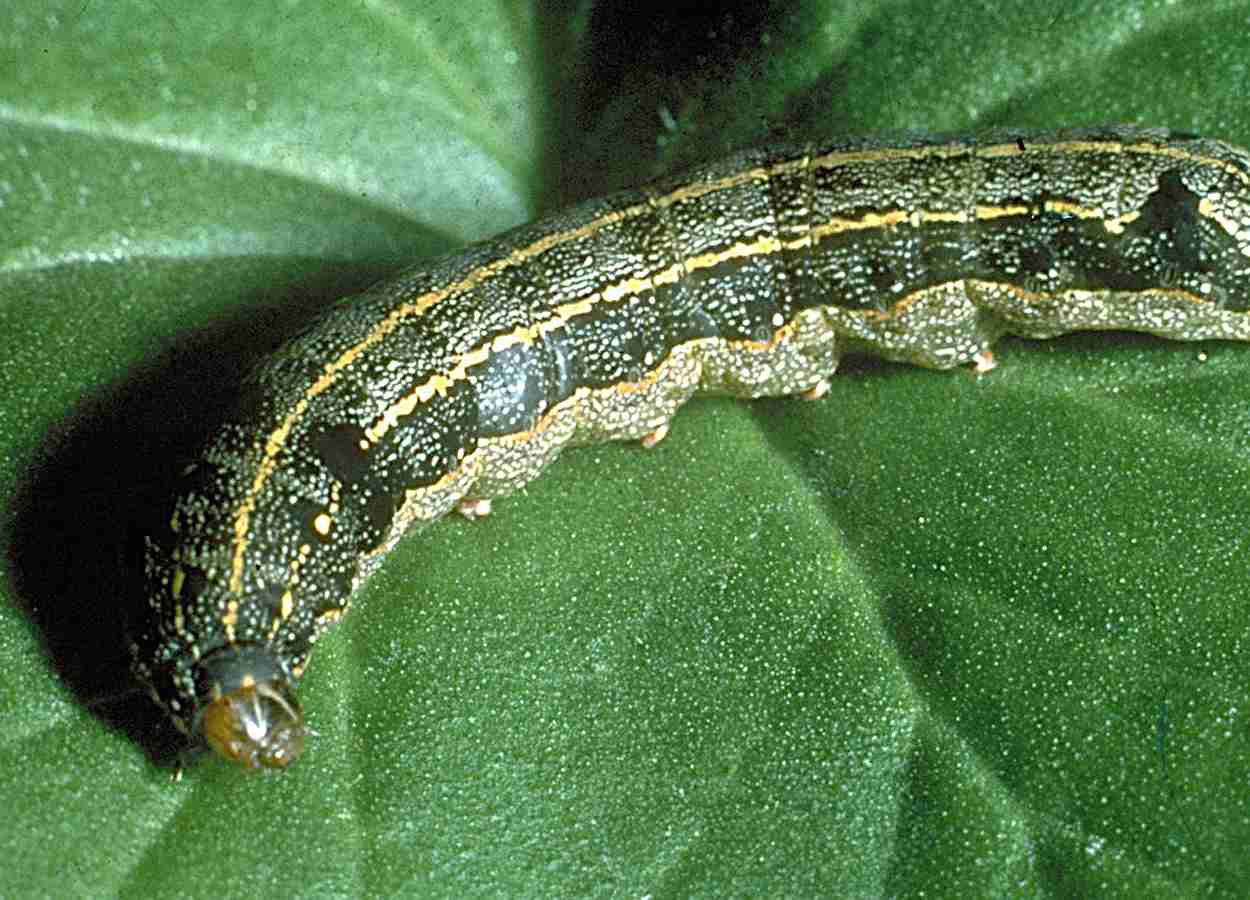Campo magnético afeta Spodoptera