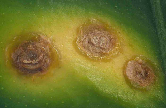 Patógeno ativa maturação e acelera cancro-cítrico