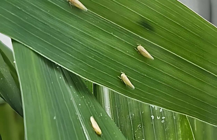 Epagri indica situação controlada da cigarrinha-do-milho em SC